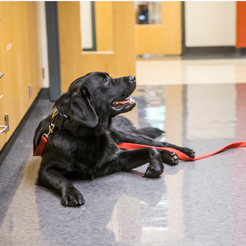 Service Animals on Campus