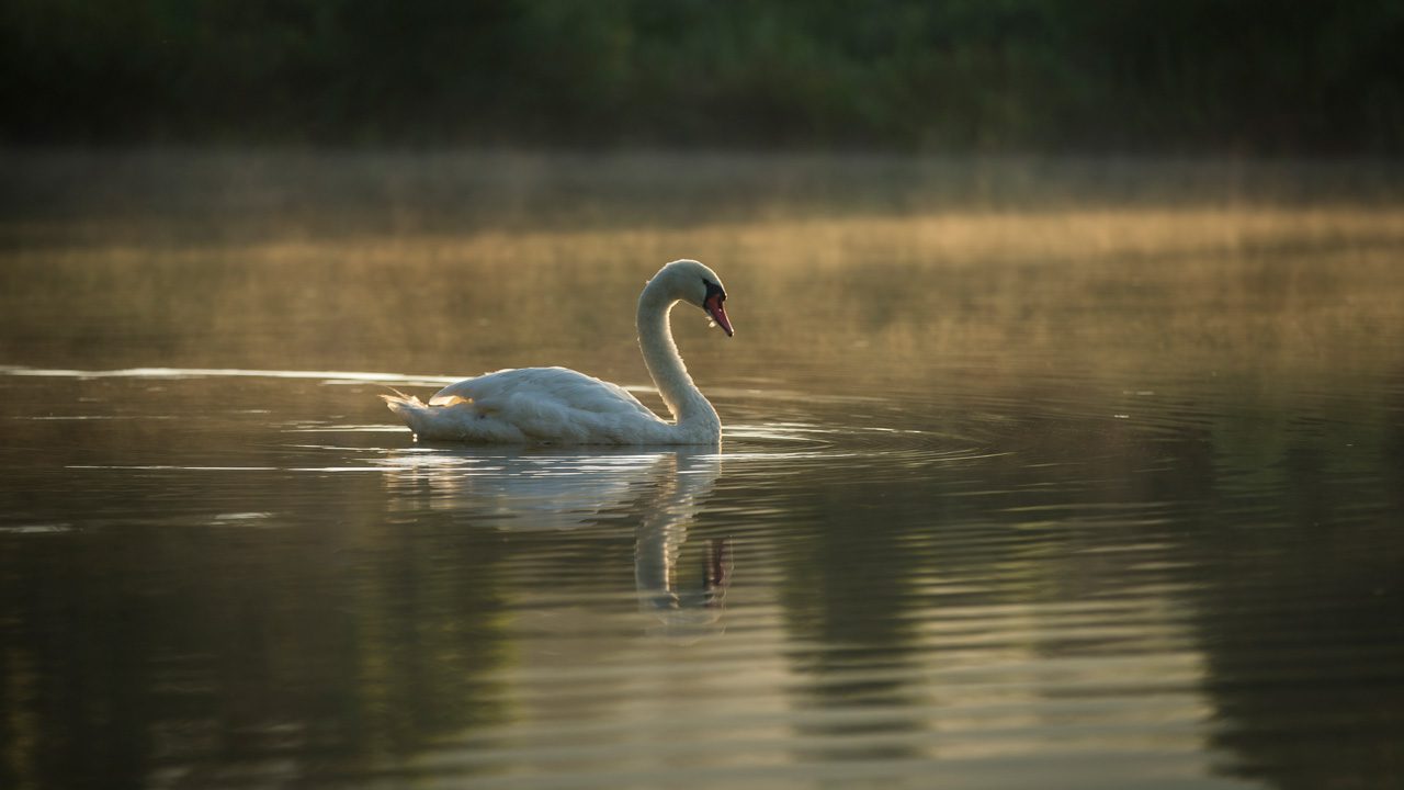 Reflection