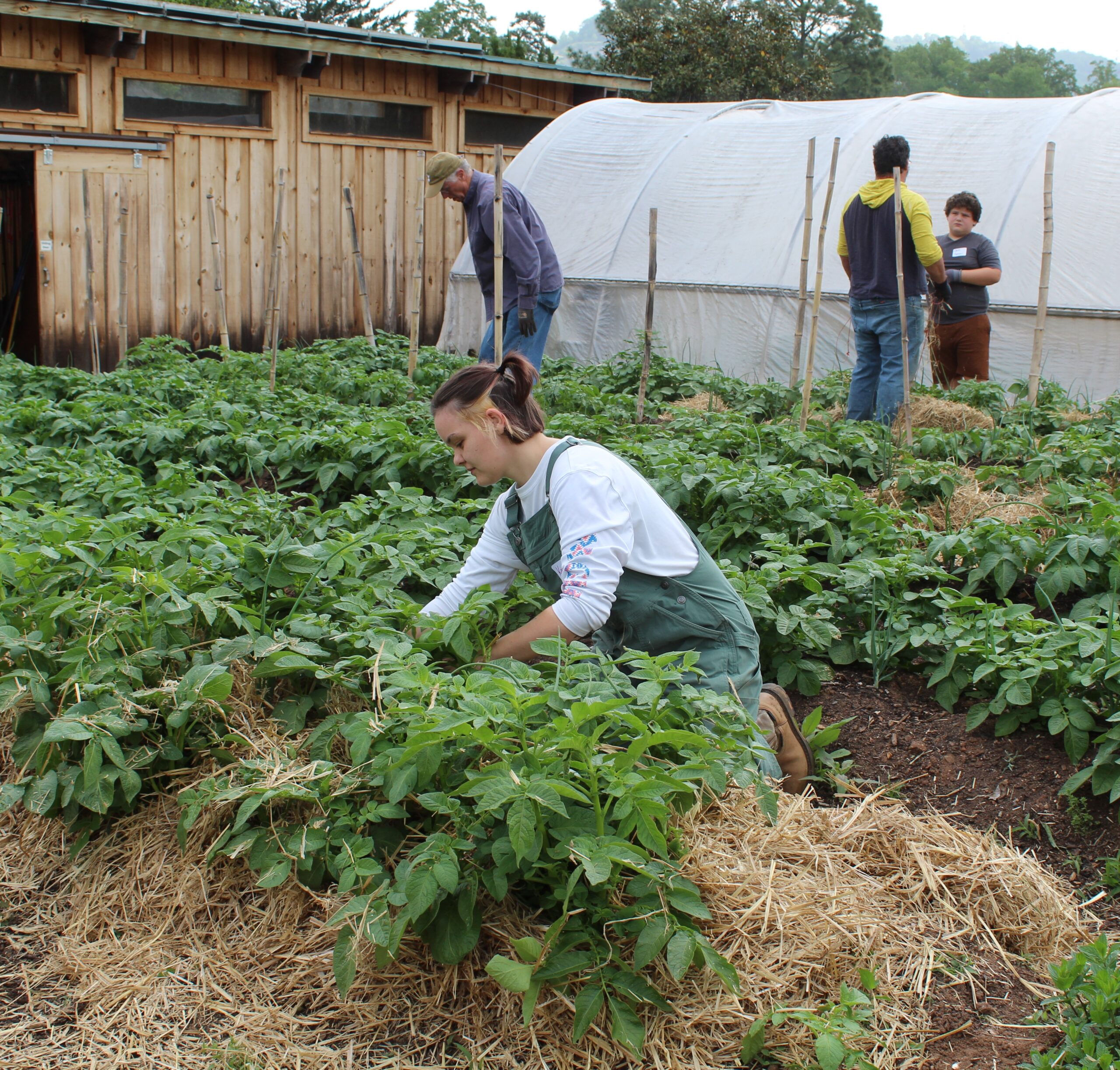 Volunteer at the Furman Farm!