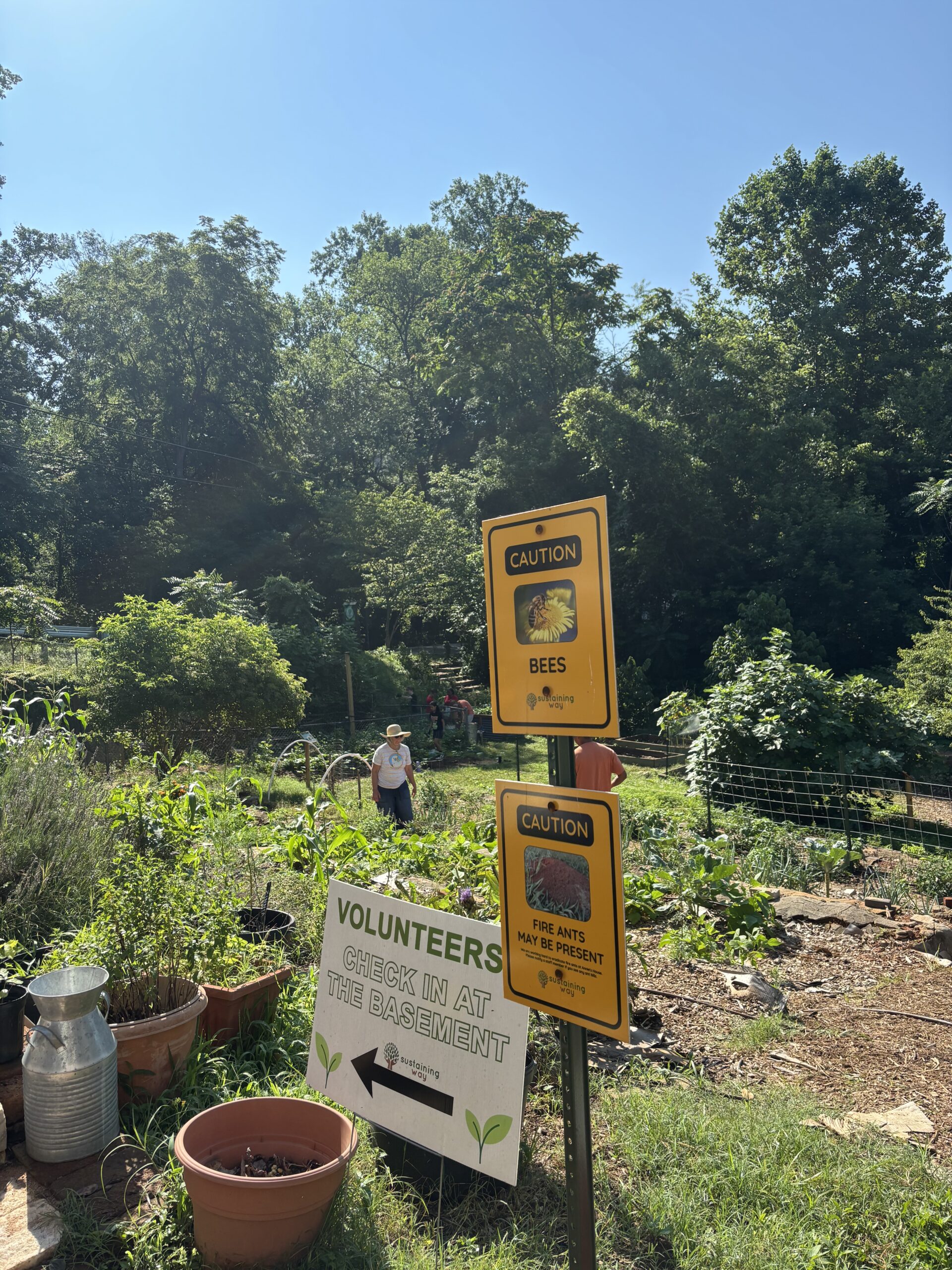 Picture of the garden at Annie's House
